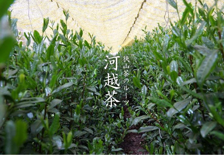 狭山茶のルーツ　河越茶